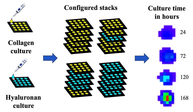 The image shows the process by which researchers stacked paper filters to culture heart valve cells in collagen and hyaluronan, both natural hydrogels, to see how they influenced calcification of the model.