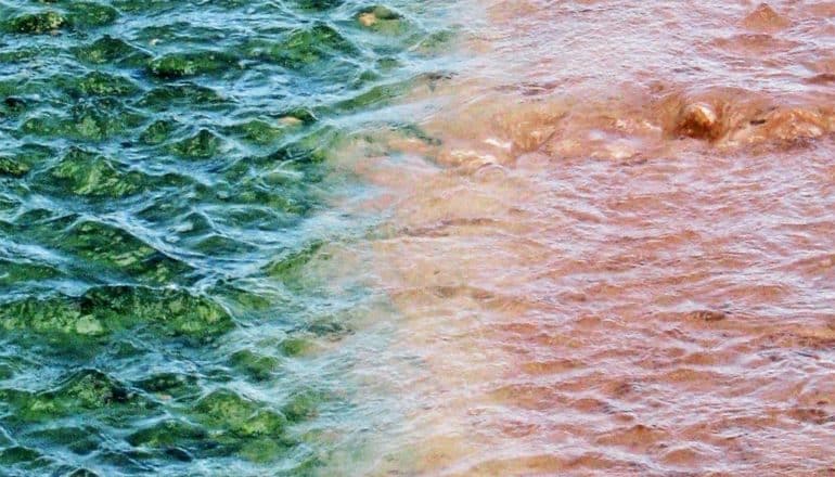 The image shows water with red algae in it.