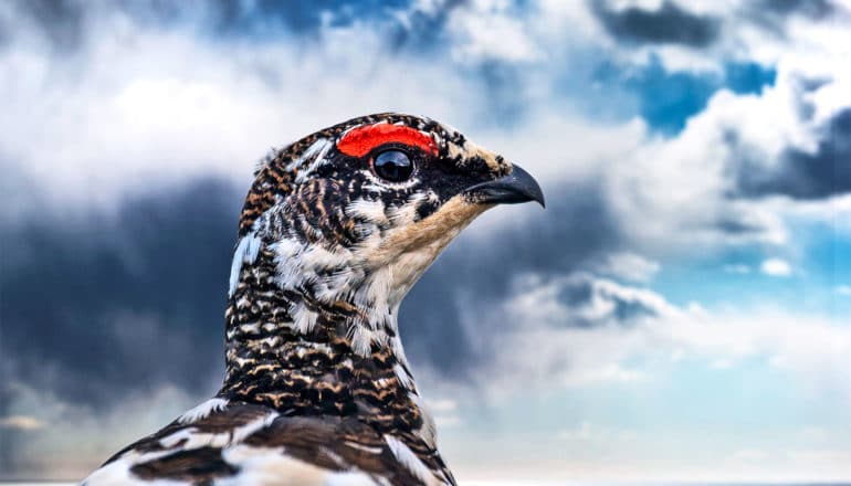 A rock ptarmigan bird with a red stripe above its eye looks to the right in profile with a dark cloudy sky behind it