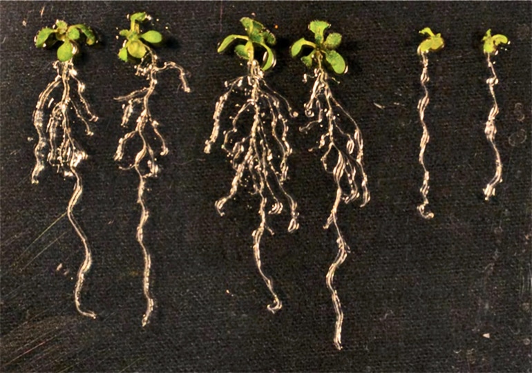 An image shows lateral roots branching out like fingers from model plants. 