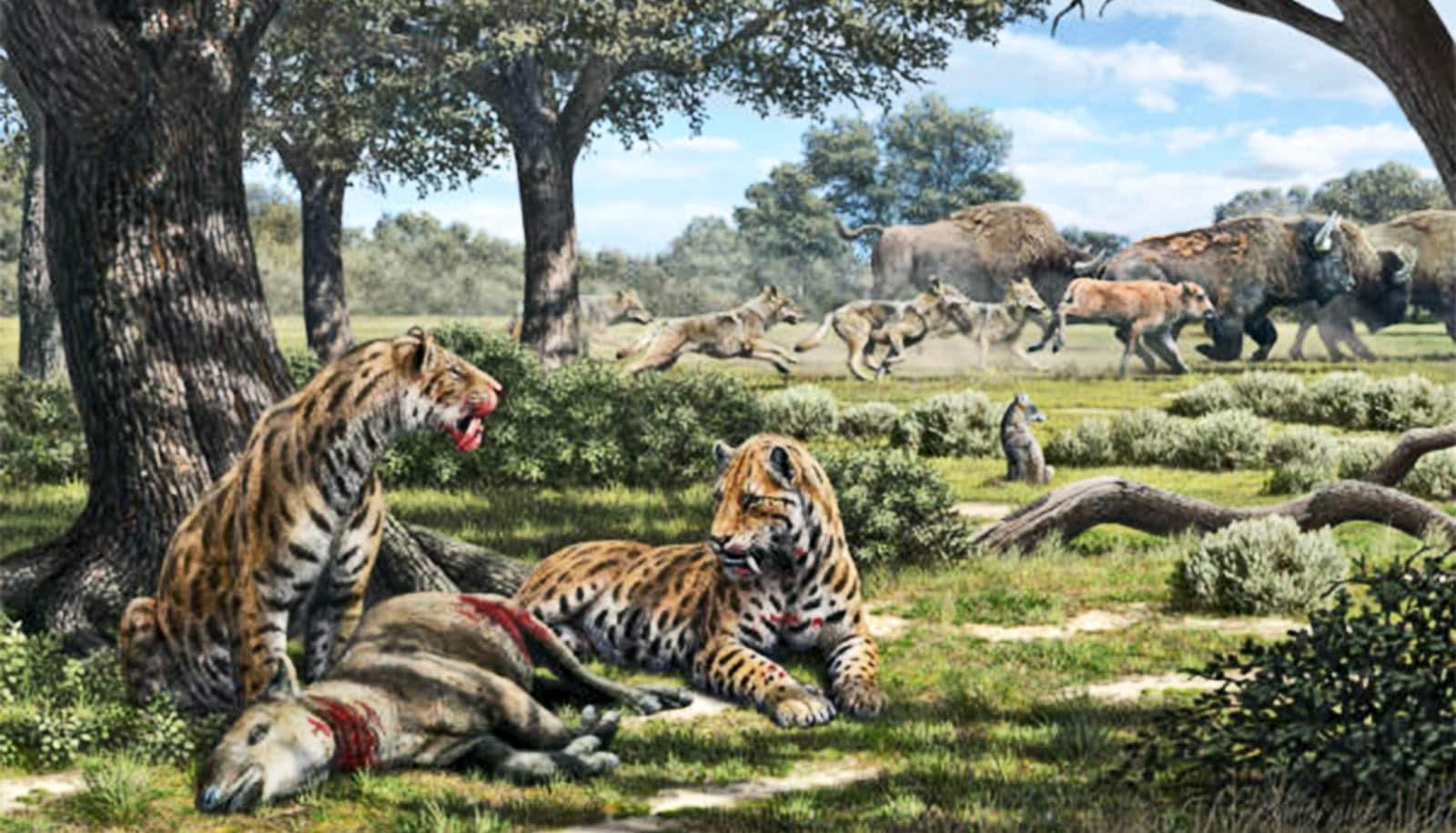 The illustration depicting the hunting behavior of La Brea carnivores, including saber-toothed cats, dire wolves, and coyotes.