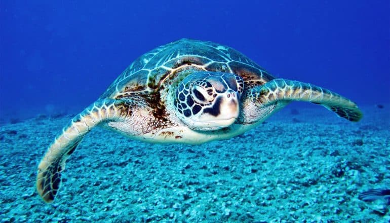 A sea turtle flaps its fins to swim in the ocean in deep blue water
