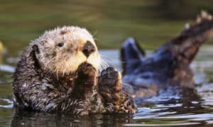 sea otter holds paws by mouth and tail out of water