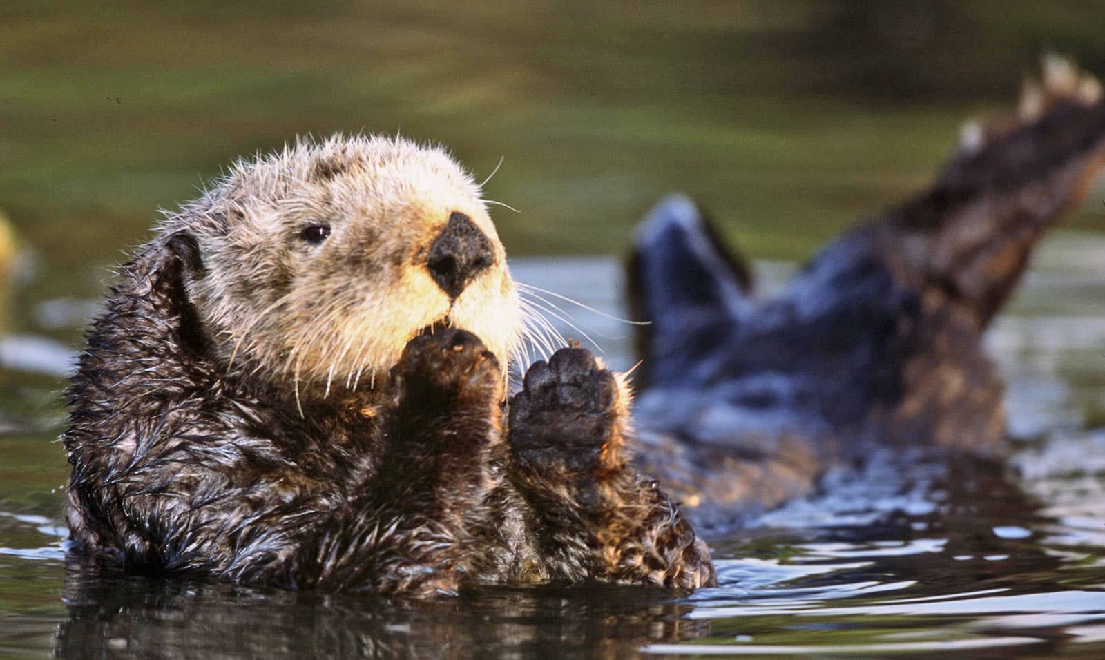 sea otter holds paws by mouth and tail out of water