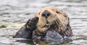 sea otter in water with paws to face