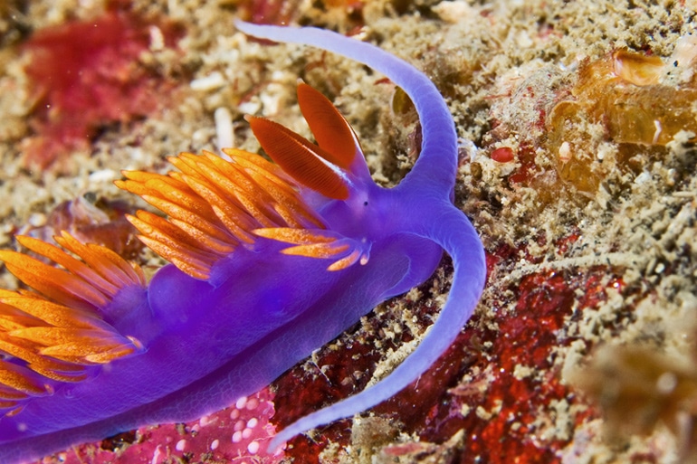 A deep-purple sea slug with spiky orange growths on its back crawling along the ocean's floor, which is pocked with red deposits 