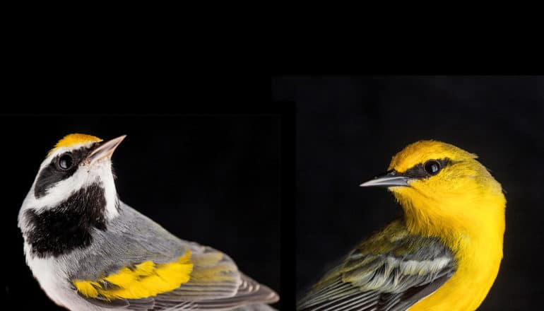 two black, gray, yellow birds face away from each other on black background