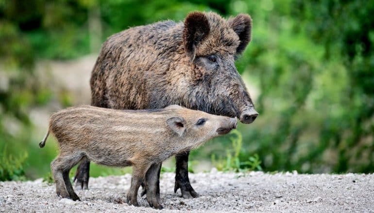a young wild boar stands alongside an adult one with their snouts touching