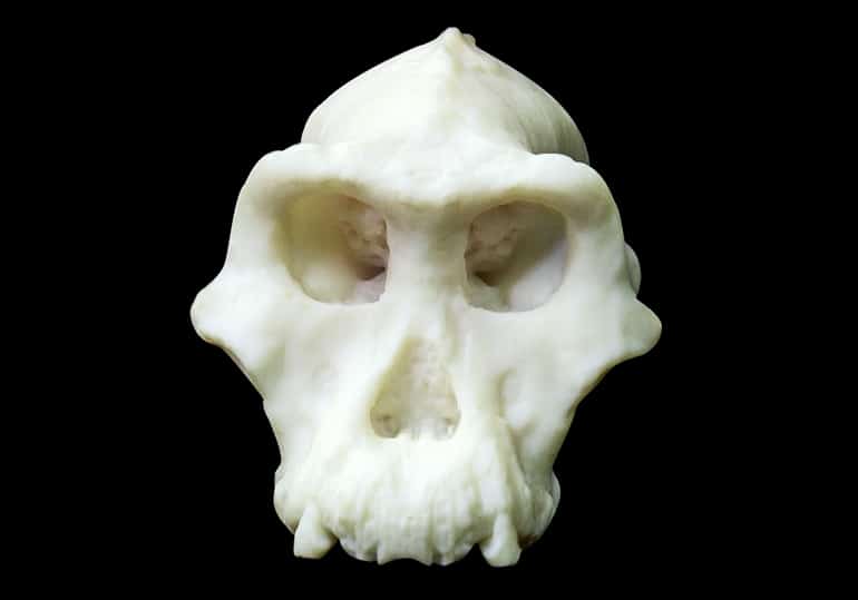 A white, plastic-looking 3D-printed version of the skull fills out some of the missing pieces from the original, such as the cheekbones and teeth, sits on a black background