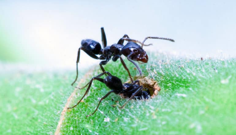two ants, one of which has gone headfirst into a hole in green fuzzy surface