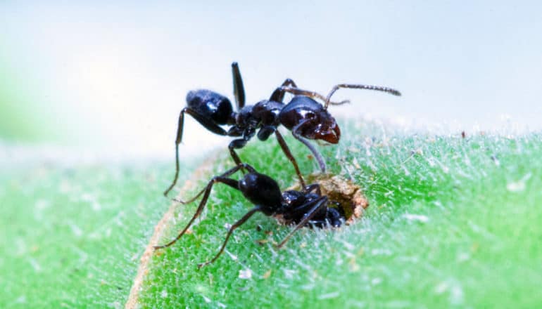 two ants, one of which has gone headfirst into a hole in green fuzzy surface