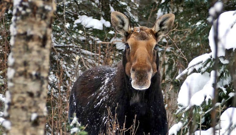 moose facing straight forward in snowy woods