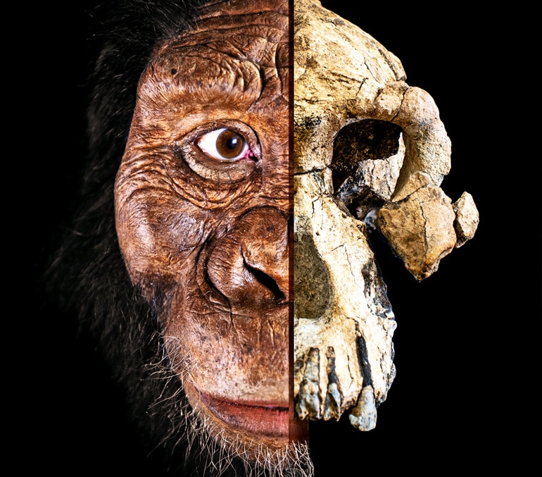 On the right side, the MRD skull. On the left, a facial reconstruction of Australopithecus anamensis