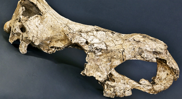 A chunk of the ancient rhino skull sits on a dark background