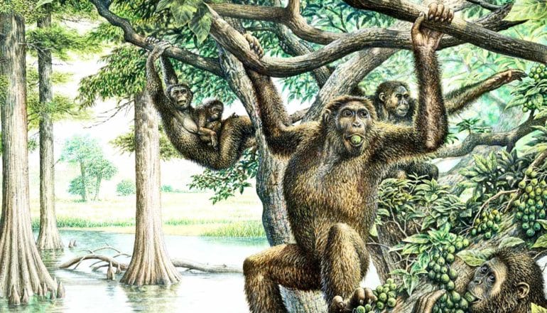 A group of Rudapithecus, which look like apes, swing through the trees and eat fruit