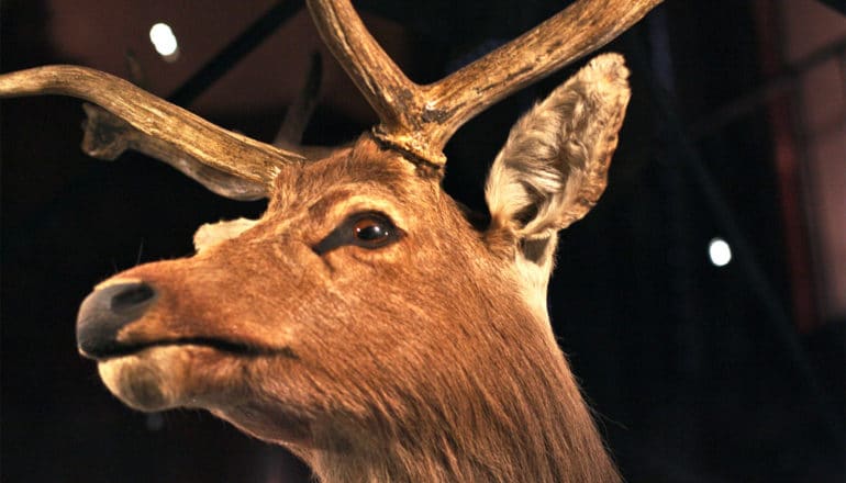 A taxidermied Schomburgk's deer head in a museum