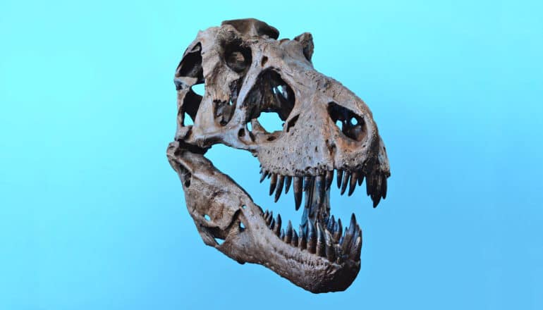 T. rex skull floats against blue background