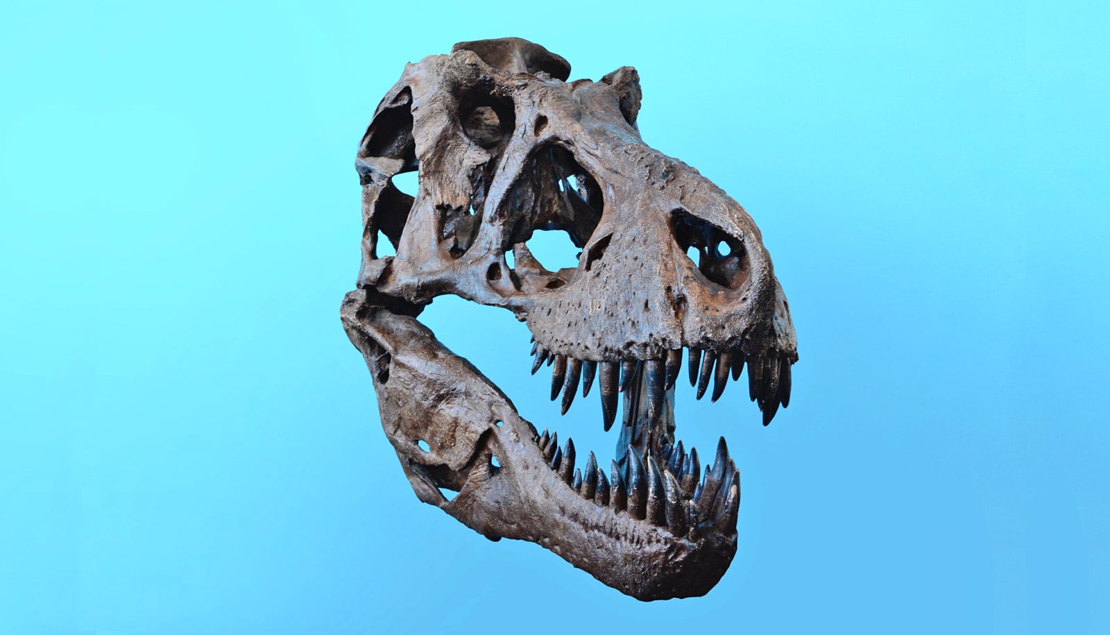 t rex head skull