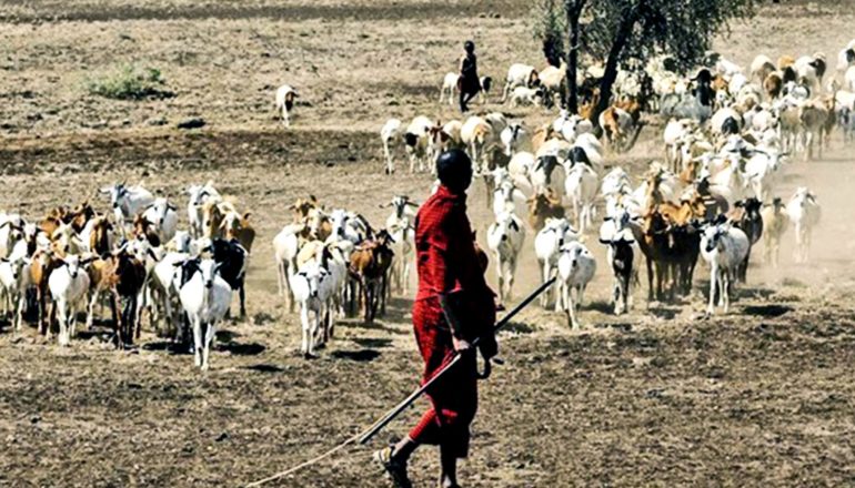 A red-clad shepherd looks at his herd as they walk towards him on the dusty plain