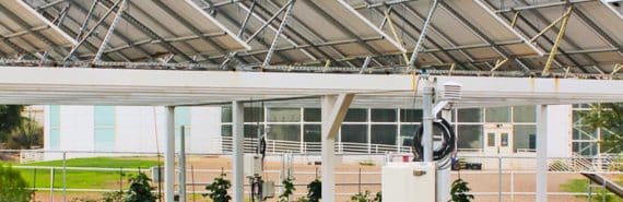 Some green crops sit in the shade of a row of white solar panels