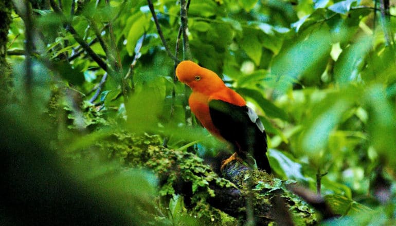 A bright orange and green bird sits in a tree