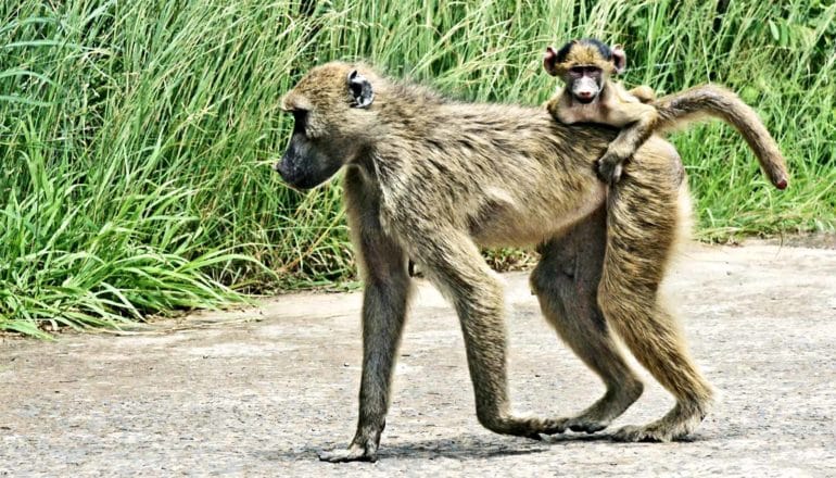 A baboon parent walks with a baby on its back with tall, green grass in the background