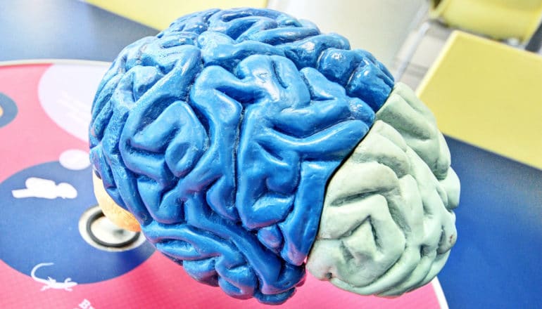 A blue and gray model of a brain sits in a colorful museum exhibit