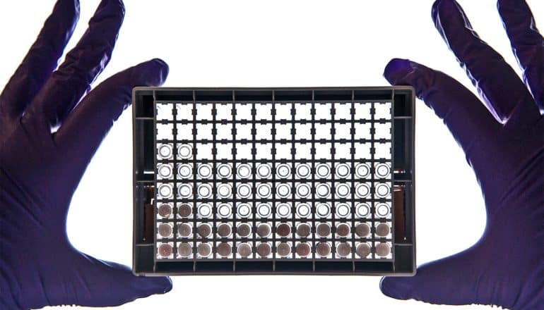 A pair of gloved hands hold up a 96-well plate for examining cancer cells