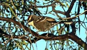 A chestnut-crowned babbler sits in a tree with a bright blue sky in the background