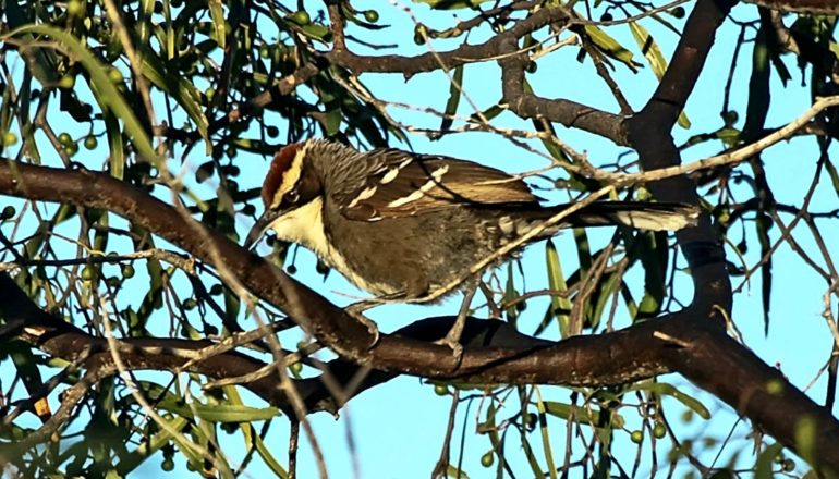 A chestnut-crowned babbler sits in a tree with a bright blue sky in the background