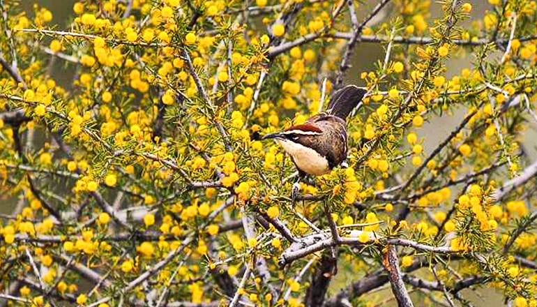 The chestnut-crowned babbler perches in a yellow-fruit tree. It has a dark red spot on the top of its head and a light patch on its underside