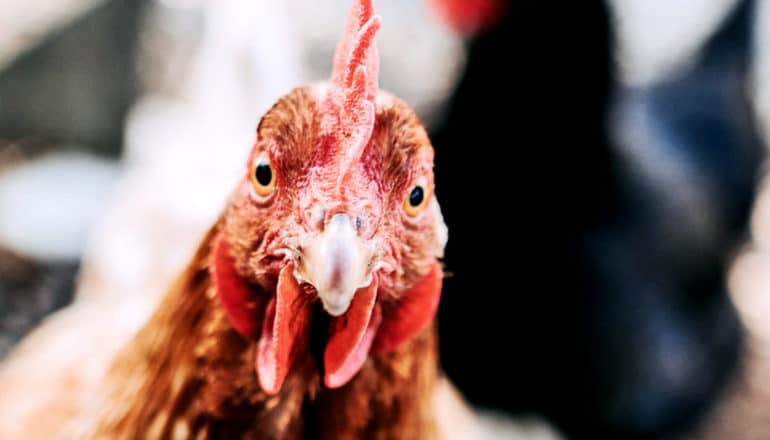 A chicken looks at the camera with a black chicken in the background