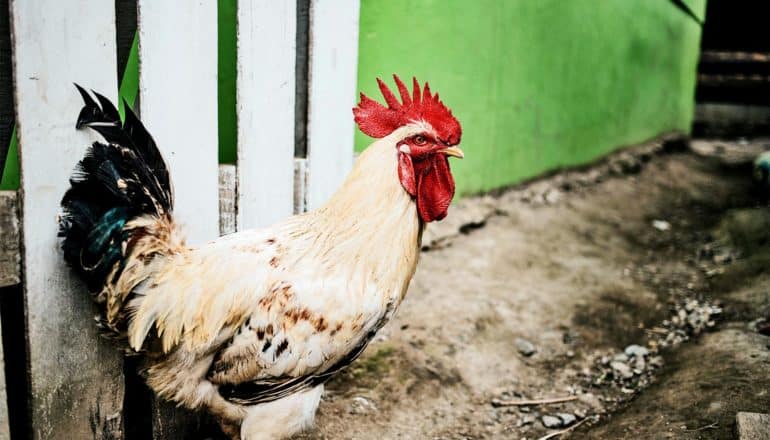 A rooster stands near a white fence and a green wall in an alley