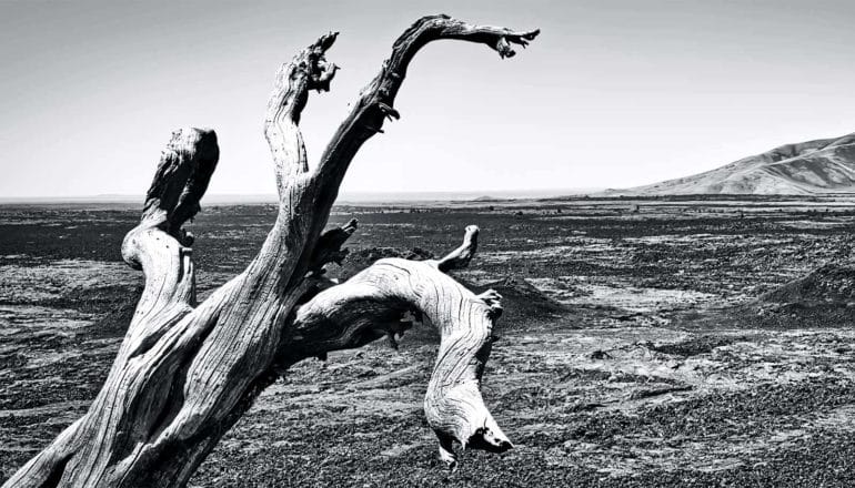 A lone dead tree looks over a flood basalt plain in Idaho