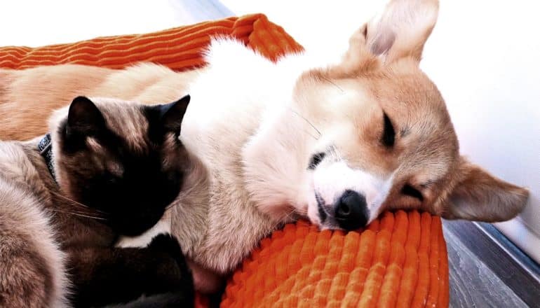A dog and cat take a nap together on an orange dog bed