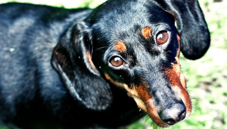 A dachshund looks up at the camera with grass in the background