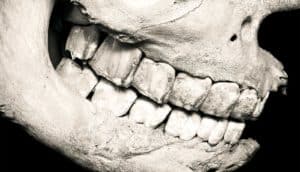 A rhino jaw fossil with teeth intact against a black background