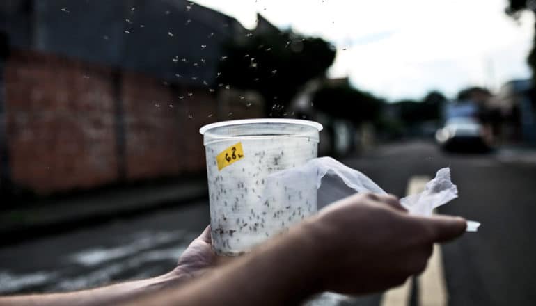 mosquitoes fly out of clear container outdoors