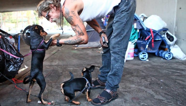 person bends at the waist to pat one of two small dogs