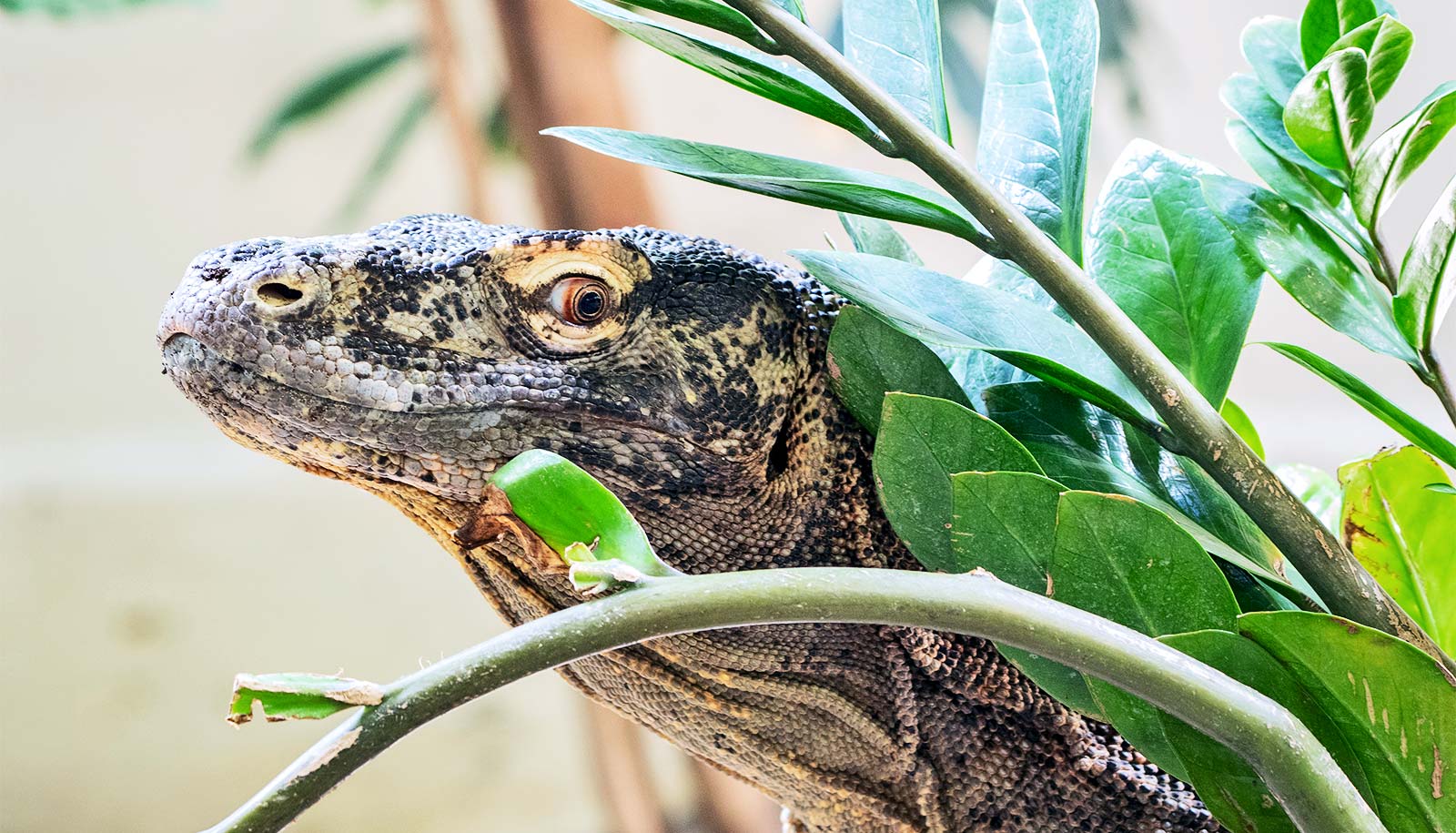 A komodo dragon pokes its head out from behind some leaves, looking over its shoulder
