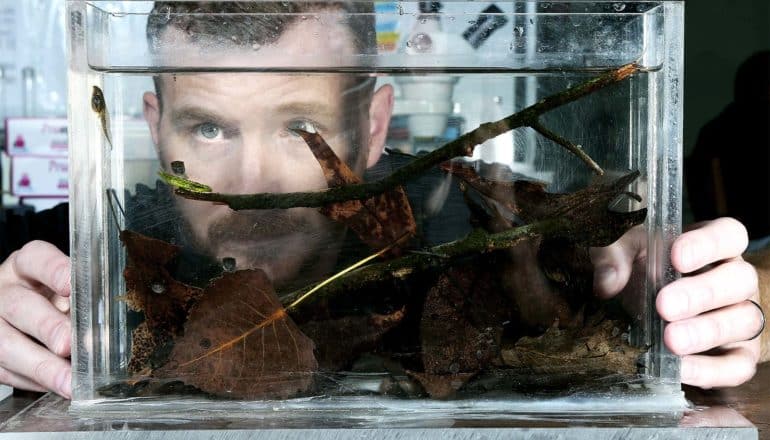 Hoverman is behind the tank, looking through the glass at a few tadpoles in the upper corner