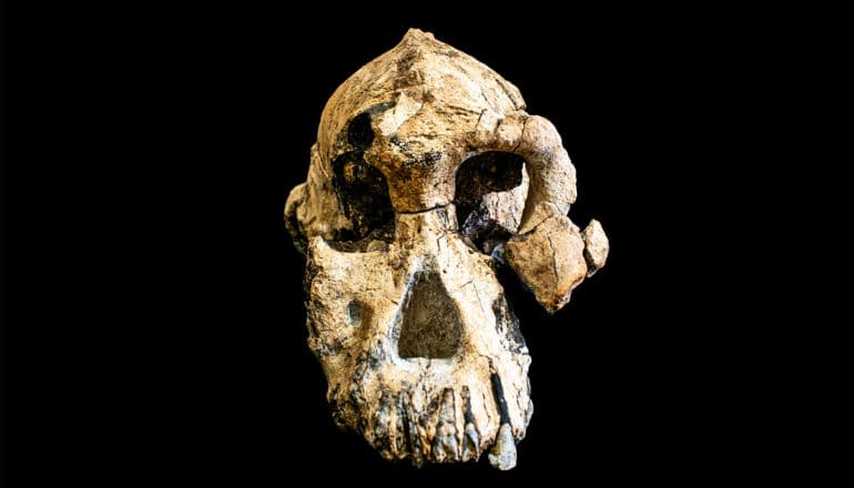 The human ancestor's skull is mostly intact, except for part of the right cheekbone and lower jaw, and sits on a black background