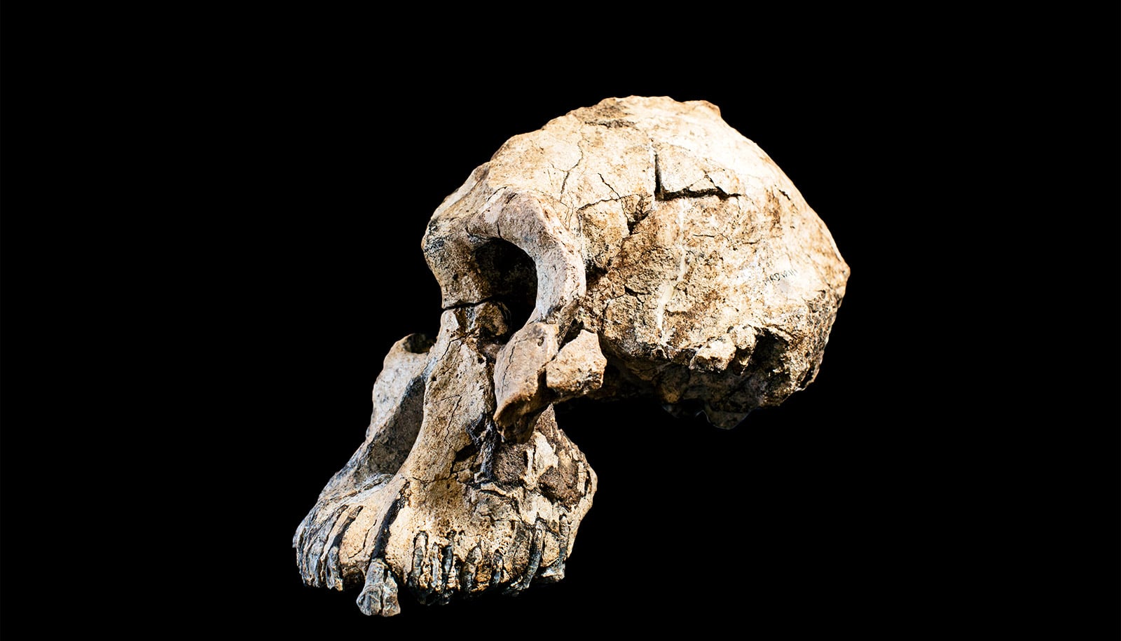 The skull is shown at a side view, the teeth set far forward from the forehead