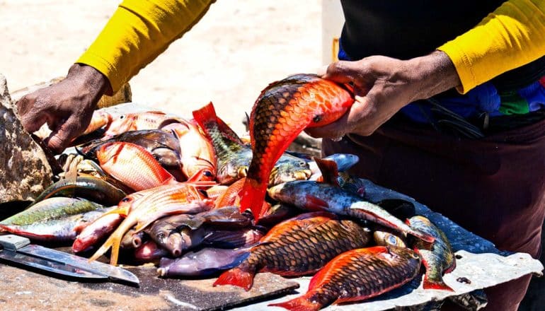 A man in a yellow and black shirt handles a bright orange fish he's cleaning on a beach near a fish market