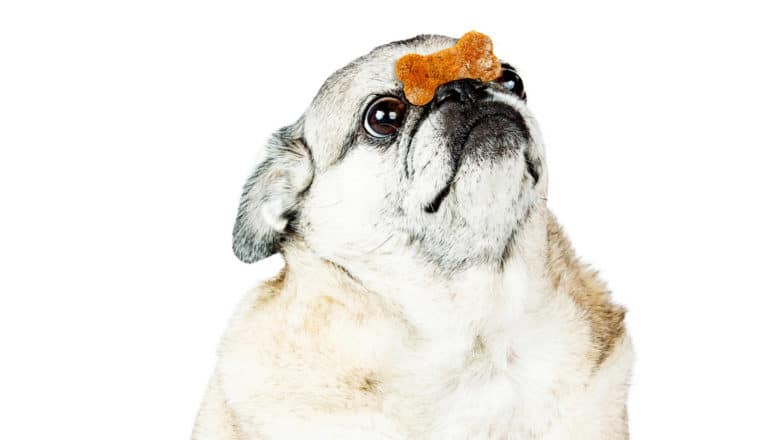 headshot of overweight pug dog with treat on its nose