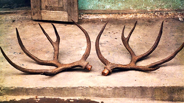 The Schomburgk's deer antlers are severed from the deer's head, sitting on concrete 