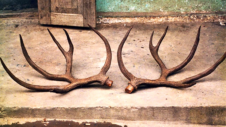 The Schomburgk's deer antlers are severed from the deer's head, sitting on concrete