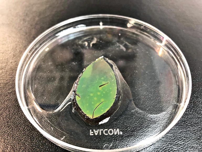 The same leaf-shaped piece of smart skin has totally changed to green