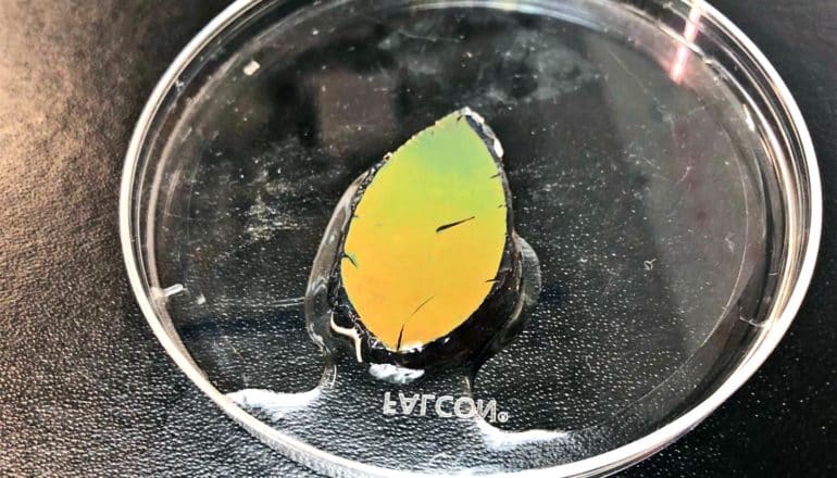 A leaf-shaped piece of the color-changing smart skin sits in a petri dish, shifting from orange to green (or vice versa)