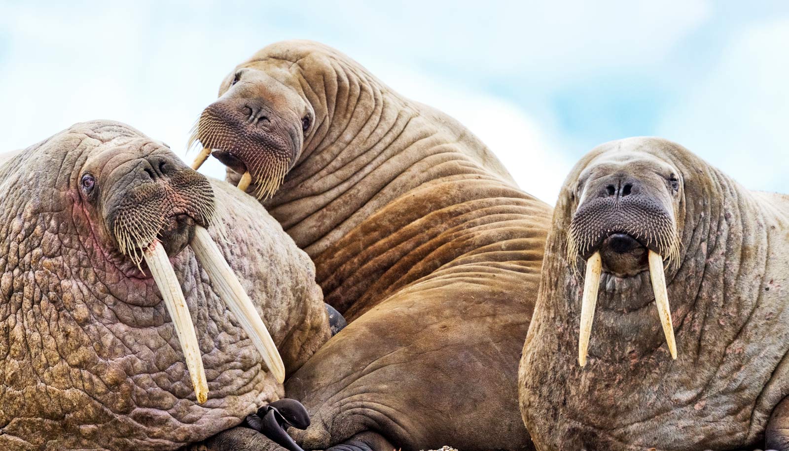 Atlantic Walrus Profile Traits Facts Teeth Habitat Baby